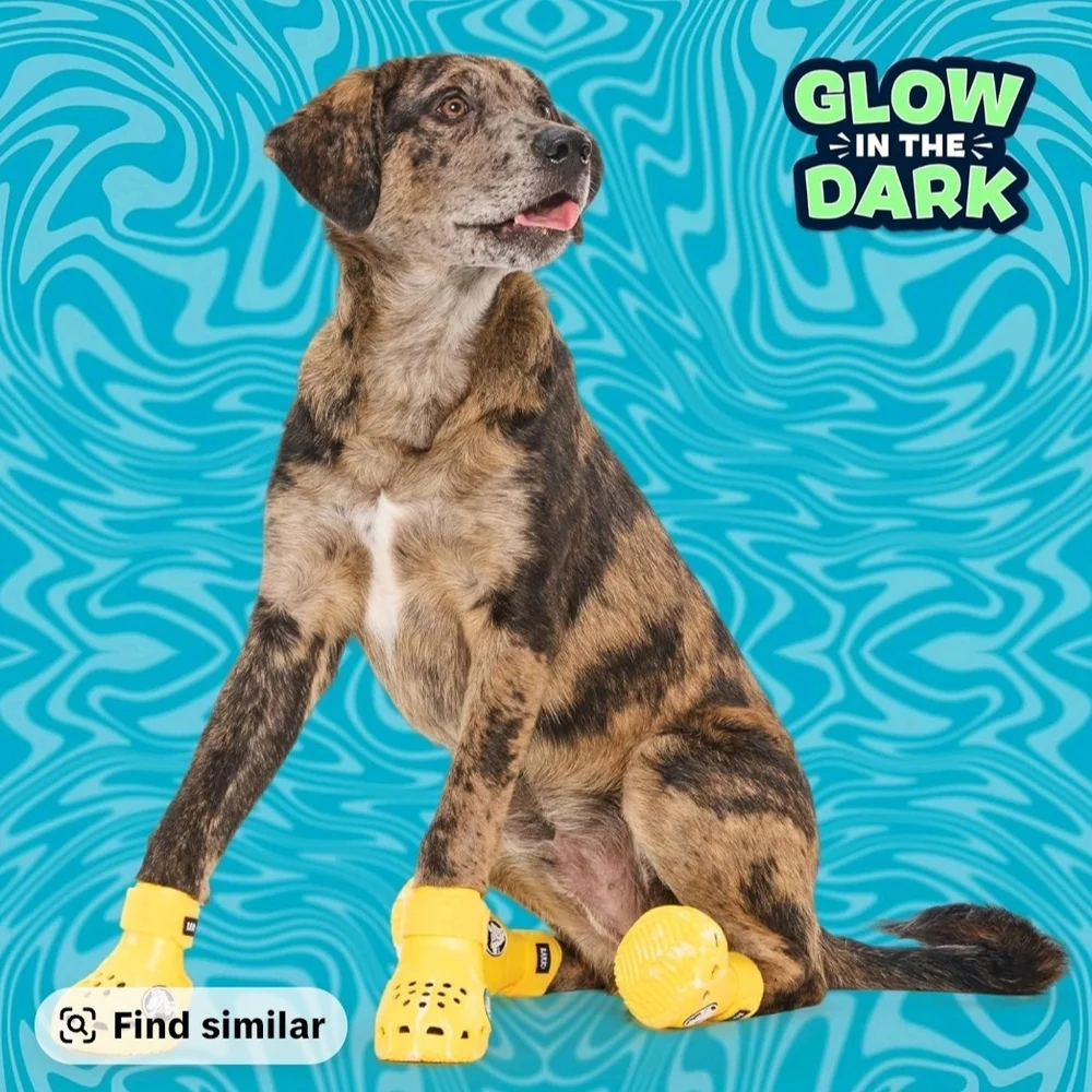 *NEW* Bark Box Dog Crocs - Yelkow - Small